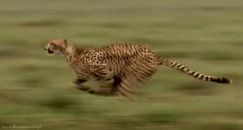 Cheetah - Fast GIF - Fast GIFs