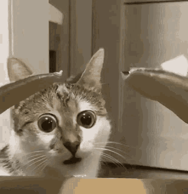 Big Eye Cat GIF - Big Eye Cat Meme GIFs