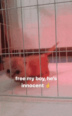 a cat in a cage with the words free my boy he 's innocent on the bottom