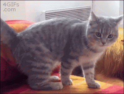 a gray and white cat is standing on a bed with a 4gifs.com watermark