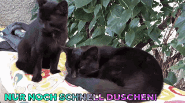 Black Cats Only Quick Showers GIF - Black Cats Only Quick Showers GIFs