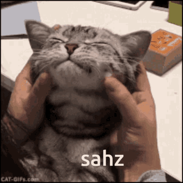 Sahz Cat GIF
