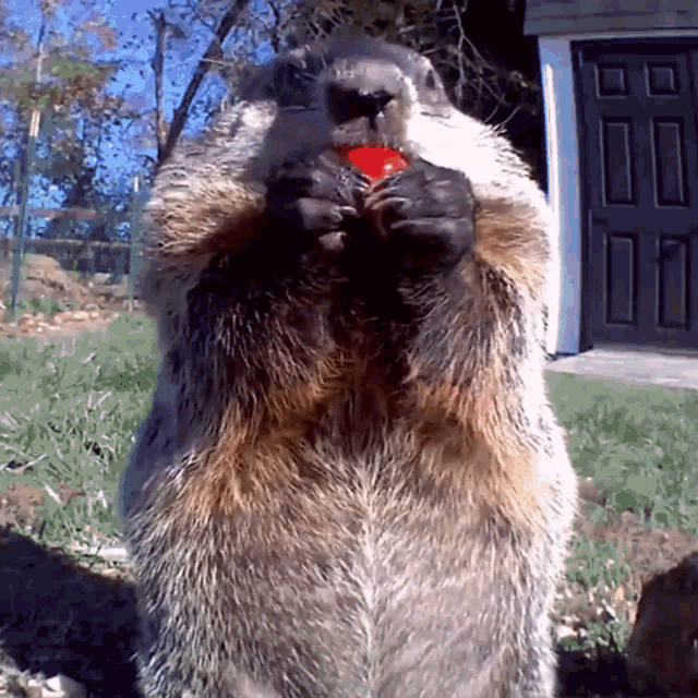 Groundhog Groundhog Eating GIF - Groundhog Groundhog Eating Chunk GIFs