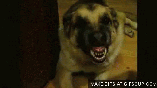 Scary Dog Teeth GIF - Dog Cute Dog Dog Smilling GIFs