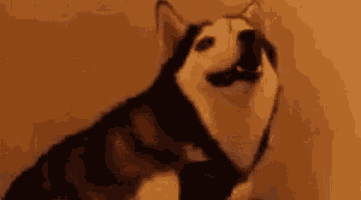 a husky dog is standing in front of a wall with its mouth open .