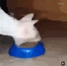 Cat Eating Cats GIF - Cat Eating Cat Cats GIFs