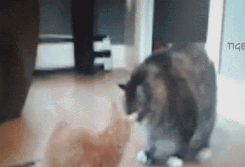 Fight Cats GIF - Fight Cats Cute GIFs