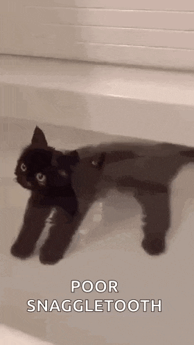 a black cat is standing in a bathtub with the words `` poor snaggletooth '' written above it .
