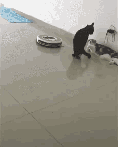 Cat Roomba GIF - Cat Roomba Cute GIFs