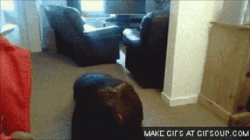 a gif that says make gifs at gifsoup.com is displayed
