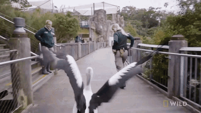 Running National Geographic GIF