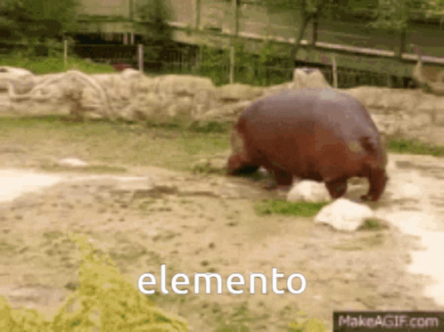 Elemento Poop GIF - Elemento Poop Hippopotamus GIFs
