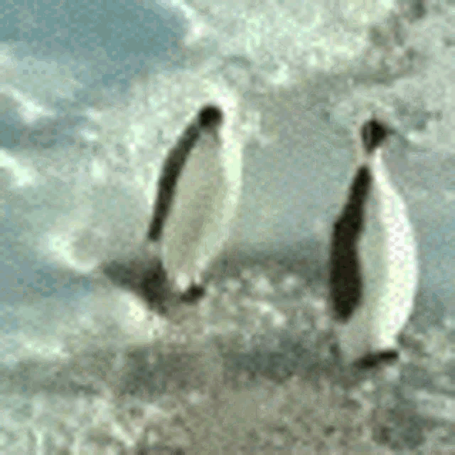 Penguin Hit Head GIF - Penguin Hit Head Waddle GIFs