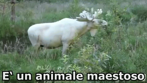 Alce Maestoso Babbo Natale Animale GIF - Deer Majestic Santa Claus GIFs