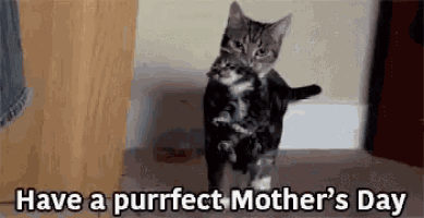 a cat is holding a kitten in its arms while walking down the floor .