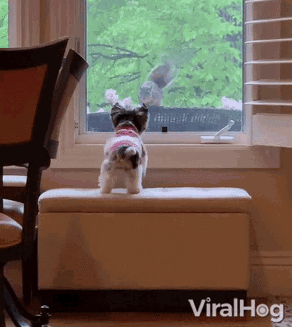 I Want To Go Out Play Outside GIF - I Want To Go Out Play Outside Puppy GIFs