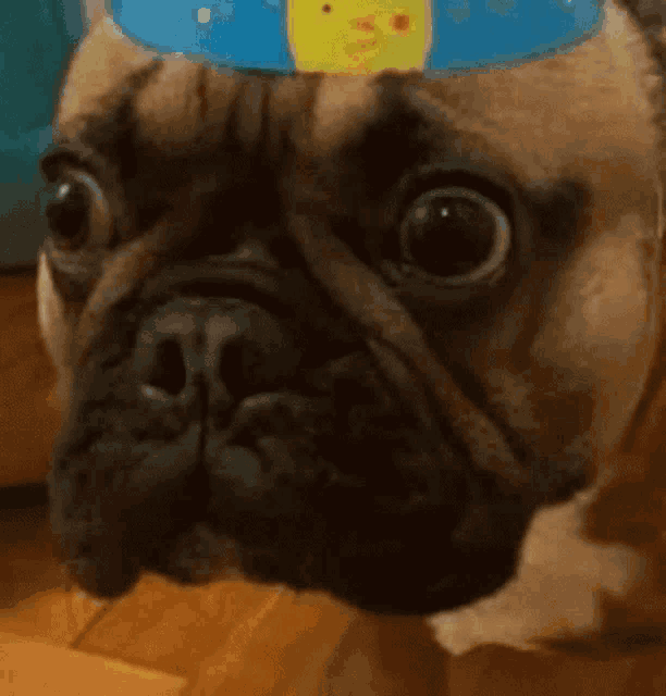 a french bulldog wearing a birthday hat with a yellow duck on it .