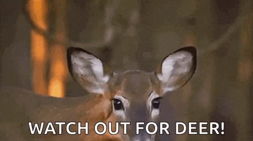 a deer is standing in the woods and looking at the camera with the words `` watch out for deer '' .