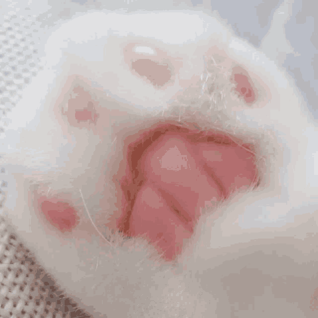 a close up of a white cat 's paw with pink paw prints .