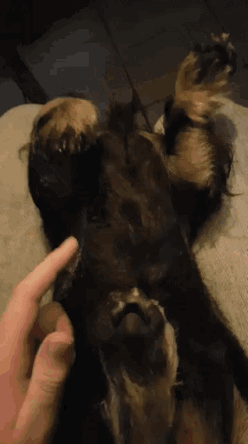 a close up of a person 's hand touching a black cat