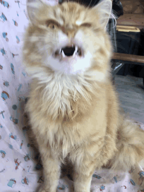 a fluffy cat with its mouth open is sitting on a blanket