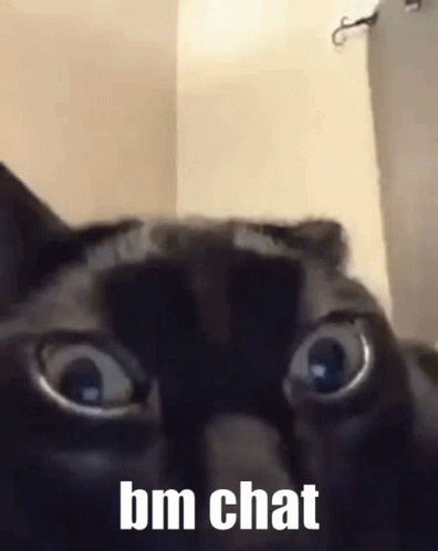 Bm Chat Cat Stare GIF - Bm Chat Cat Stare Cat Twitch GIFs