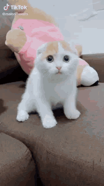 Kitten GIF