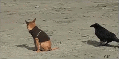 The Dog And The Crow GIF - Dog Startled Scared GIFs