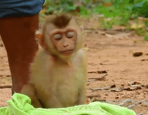 Baby Monkey Cute GIF - Baby Monkey Cute Chillin Monke GIFs