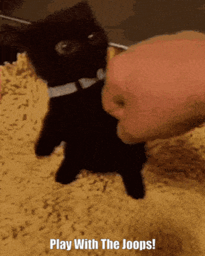 Cat Play GIF - Cat Play Black Cat GIFs