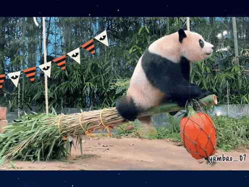 a panda bear is balancing a pumpkin on a bamboo stick in front of halloween flags