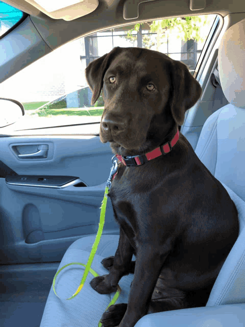 a brown dog with a red collar is sitting in a car