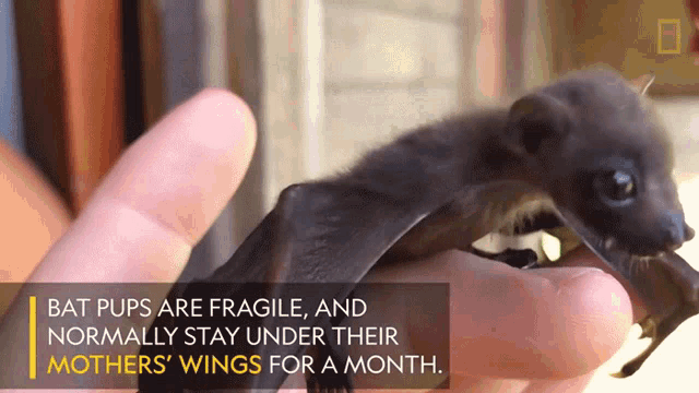 Bat Pups Are Fragile Normally Stay Under Their Mothers Wings For A Month GIF - Bat Pups Are Fragile Normally Stay Under Their Mothers Wings For A Month Worlds Weirdest GIFs