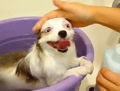 Dog Rub GIF - Dog Rub Bathtime GIFs