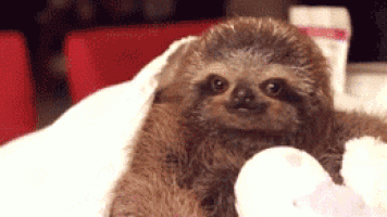 a baby sloth is laying on a bed with a stuffed animal .