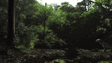 a dark forest with lots of trees and shrubs