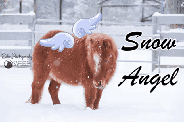 a brown horse with white wings is standing in the snow with the caption snow angel