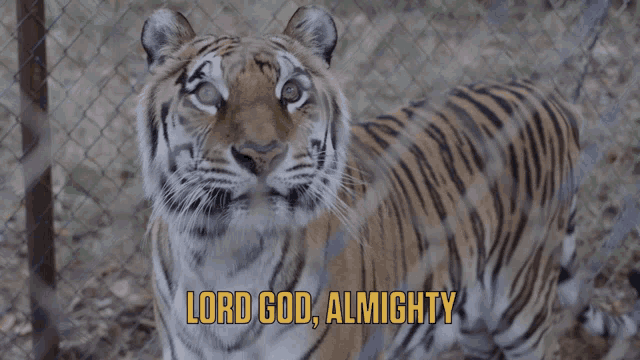 a tiger behind a chain link fence with the words " lord god almighty " above it