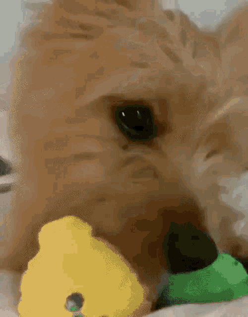 a close up of a dog 's face with a toy in its mouth .