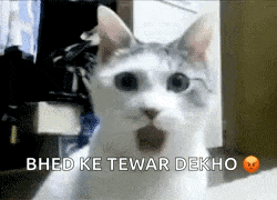 a white cat with its mouth open and the words bhed ke tewar dekho