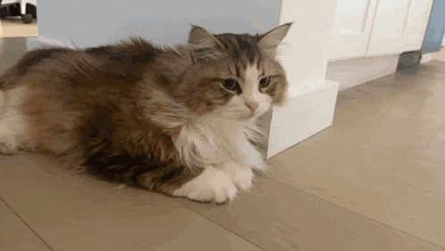 a fluffy cat is laying on a wooden floor