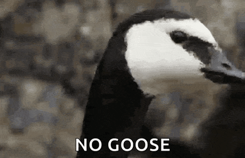 What The Goose GIF - What The Goose What GIFs