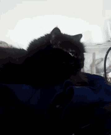 a black cat laying on a blue blanket