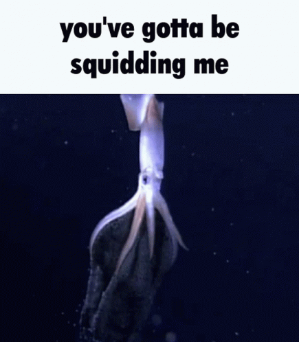 Youve Got To Be Squidding Me Its As Shrimple As That GIF - Youve Got To Be Squidding Me Its As Shrimple As That Shrimple GIFs