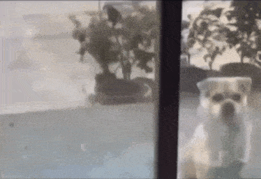 a small white dog is standing in front of a window .