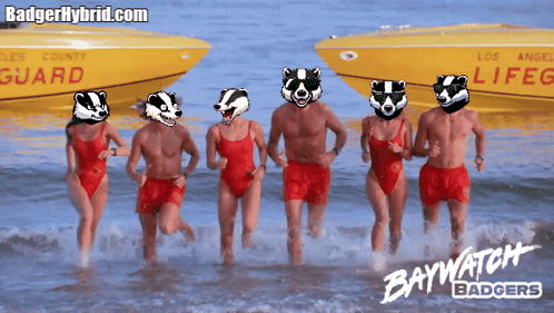 Baywatch Badgers Badger Hybrid GIF - Baywatch Badgers Badger Hybrid Baywatchbadgers GIFs