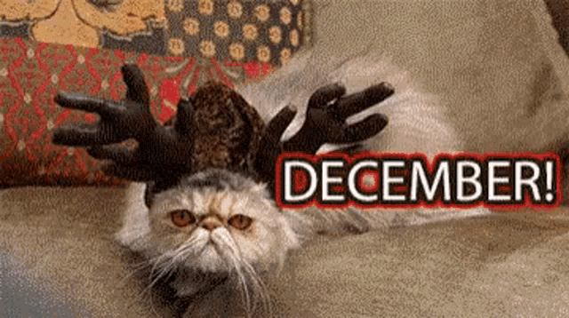 a cat is laying on its back wearing a reindeer costume and the words december are above it .