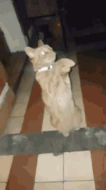 Cat Kedi GIF - Cat Kedi Kedicat GIFs