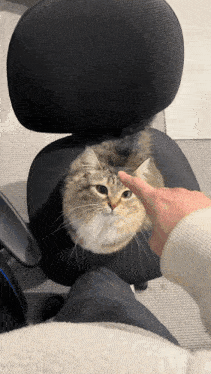 a person petting a cat on a chair with their finger