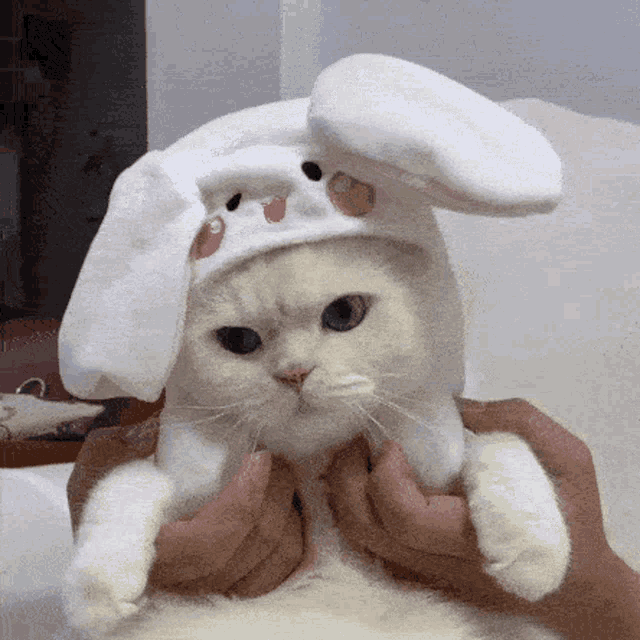Cat Bunny GIF - Cat Bunny Hat GIFs